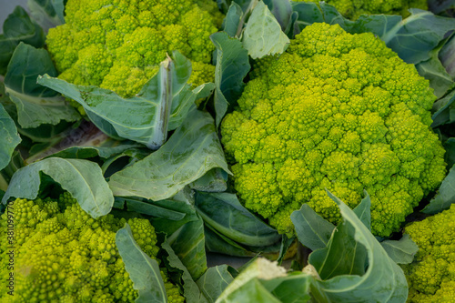 Romanesco broccoli or Roman cauliflower, texture detail of the healthy vegetable filled with lots of nutrients