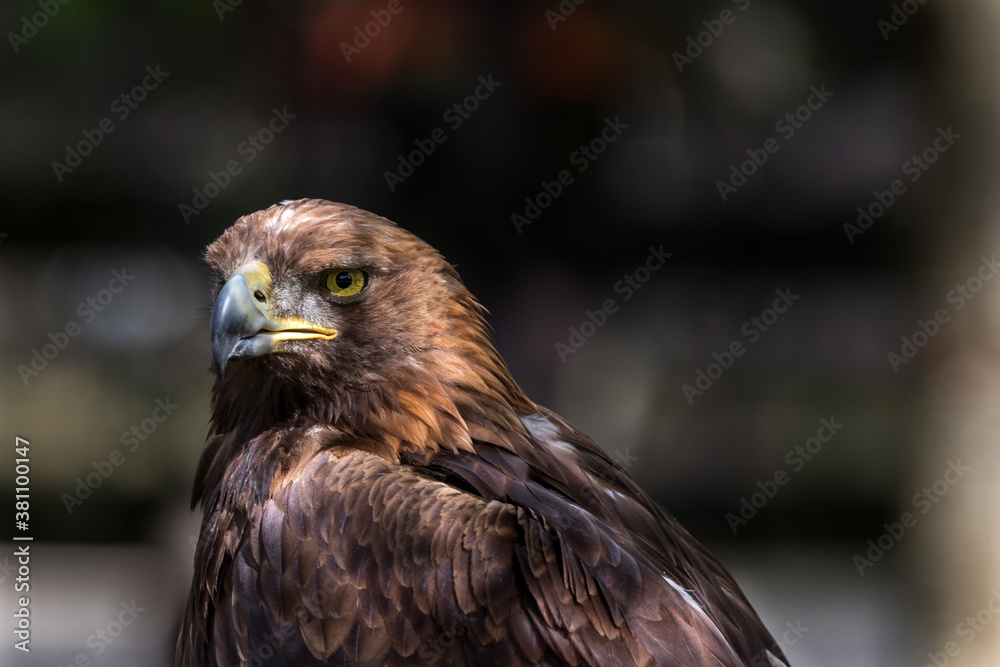 Golden eagle with yellow eyes and side lights Golden eagle with yellow eyes and side lights