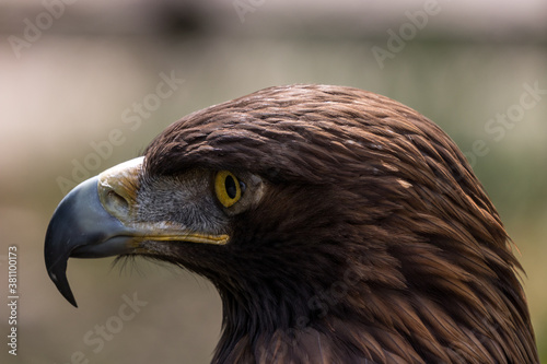 Close-up of golden eagle with yellow eyes © Eleazar