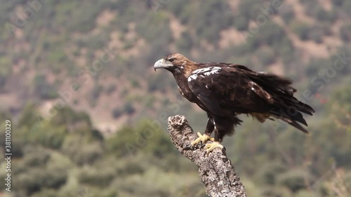 Spanish Imperial Eagle adult female on a windy and cloudy day in a Mediterranean forest