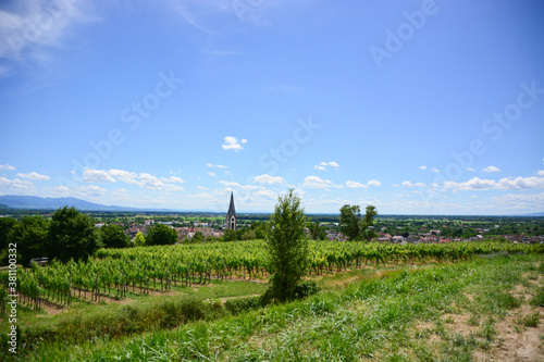 Ihringen im Kaiserstuhl - Weinbau / Baden-Württemberg / Deutschland