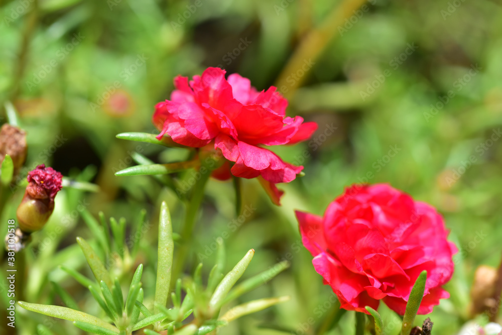 Close up flowers on blur background. Close up flowers on blur background.