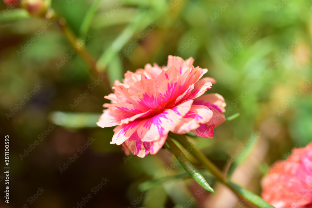 Close up flowers on blur background. Close up flowers on blur background.