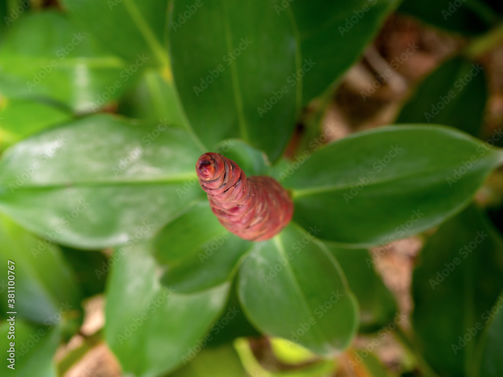 big red flower in the form of a cone on a background of green leaves out of focus. photo taken in natural light. angle - from above. big red flower in the form of a cone on a background of green leaves out of focus. photo taken in natural light. angle - from above.