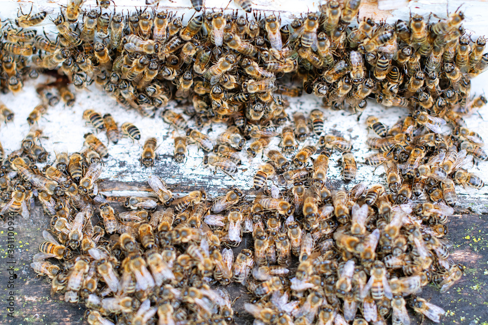 bees at entrance bees at entrance