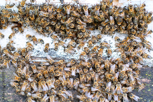 bees at entrance © Perytskyy