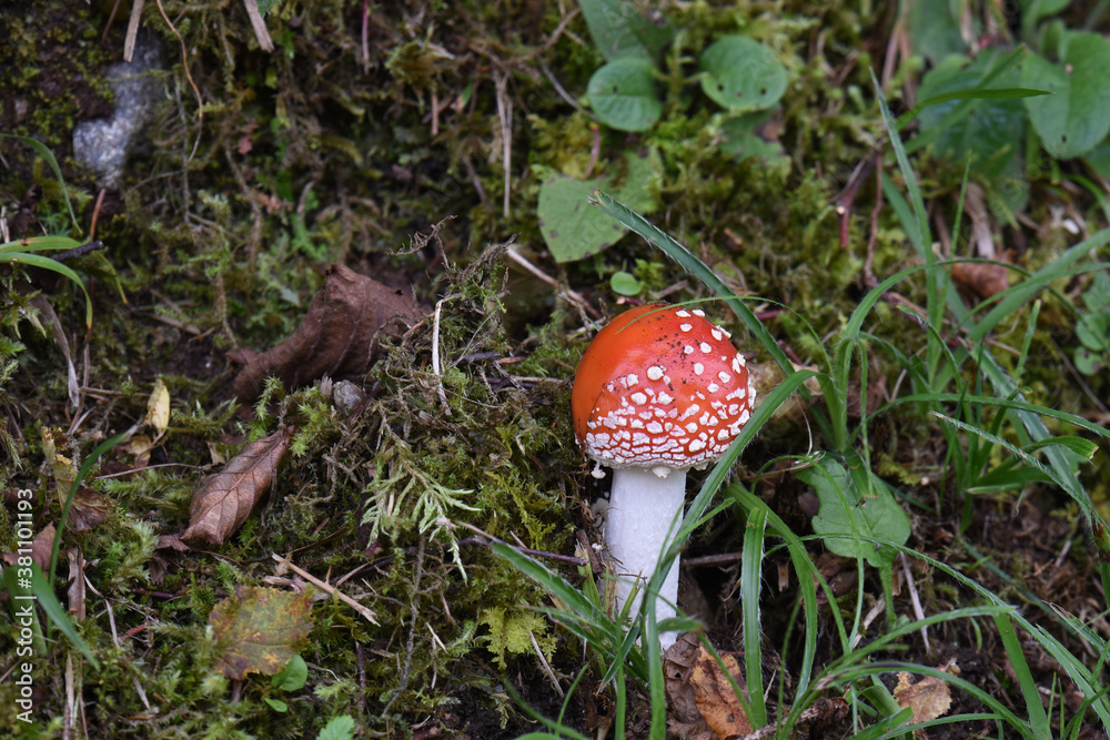 fungo velenoso rosso con puntini bianchi amanita fungo velenoso rosso con puntini bianchi amanita