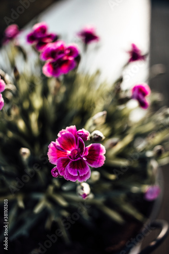 Fototapeta Naklejka Na Ścianę i Meble -  Blumen
