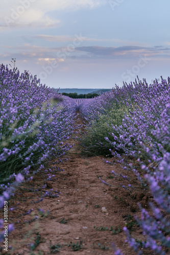 Beautiful landscape of blooming lavender field in sunrise. Nature. Brihuega  Spain  Europe. Selective Focus