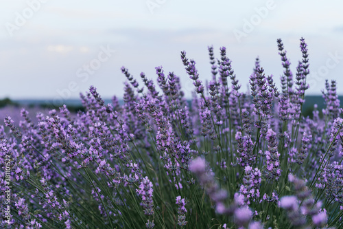 Fototapeta Naklejka Na Ścianę i Meble -  beautiful closeup from a blooming lavender plant during the sunrise. Nature. Brihuega, Spain, Europe. Selective Focus