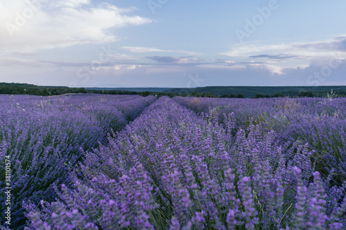 Beautiful landscape of blooming lavender field in sunrise. Nature. Brihuega, Spain, Europe. Selective Focus