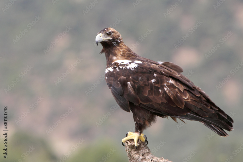 Spanish Imperial Eagle adult female with the morning lights on a windy day in a Mediterranean forest in central Spain Spanish Imperial Eagle adult female with the morning lights on a windy day in a Mediterranean forest in central Spain