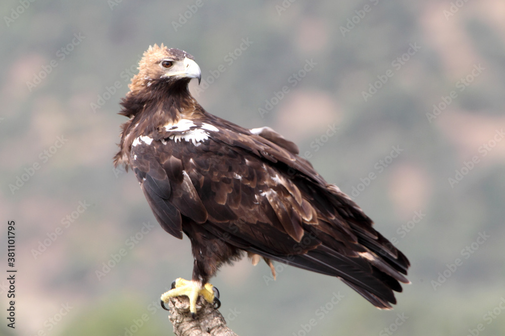 Spanish Imperial Eagle adult female with the morning lights on a windy day in a Mediterranean forest in central Spain Spanish Imperial Eagle adult female with the morning lights on a windy day in a Mediterranean forest in central Spain