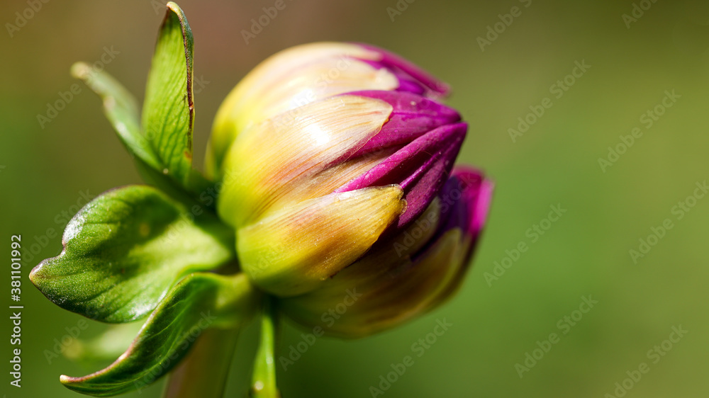 Fototapeta premium marco of a bud of a pink dahlia