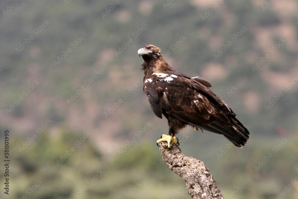 Obraz premium Spanish Imperial Eagle adult female on a windy and cloudy day in a Mediterranean forest