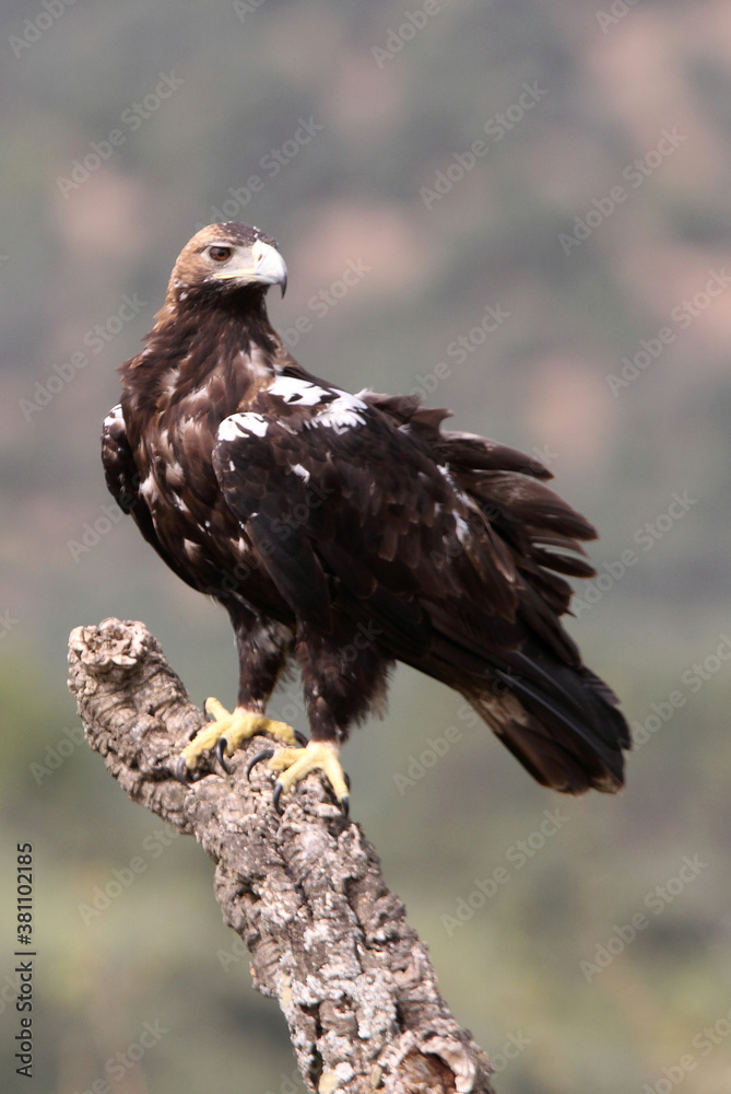 Fototapeta premium Spanish Imperial Eagle adult female in a Mediterranean forest on a cloudy day