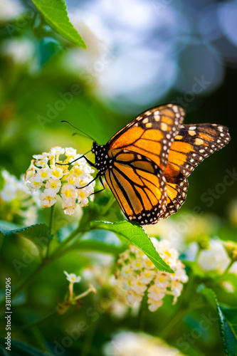 Mariposa monarca blanca, amarilla y negra en la flor blanca en el día de primavera © Katarzyna