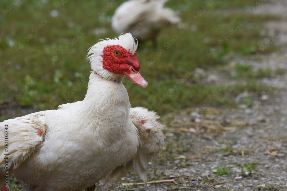 Fototapeta premium oca gallina animale gallo pollo 