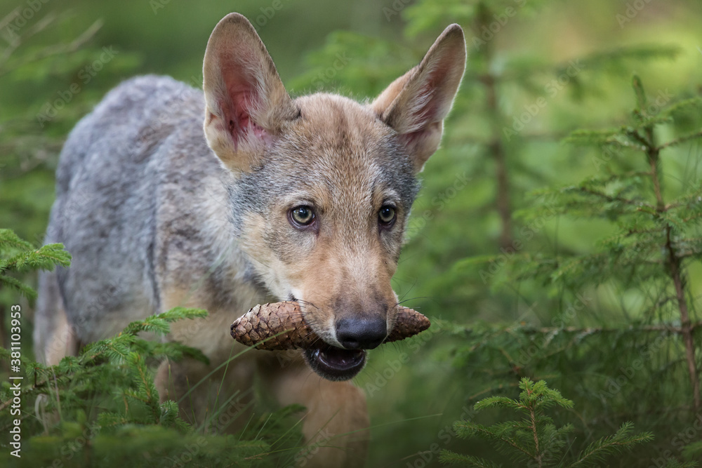 Obraz premium Ein junger Wolf läuft durch den Wald