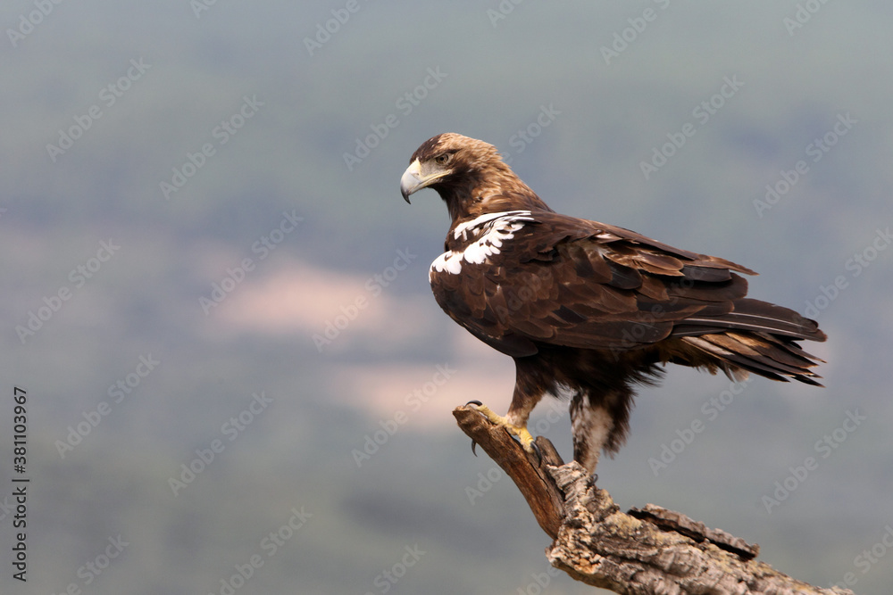 Fototapeta premium Spanish Imperial Eagle adult male in a Mediterranean forest on a cloudy day