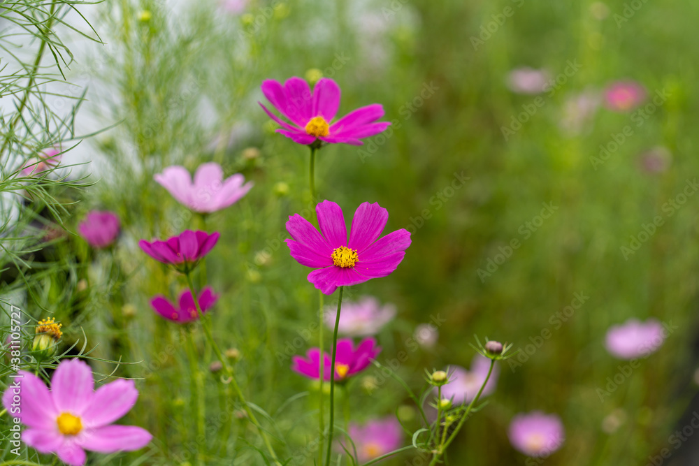 横浜田園地域の秋の風景