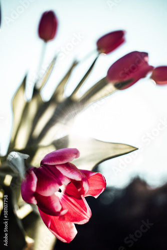 Blumen