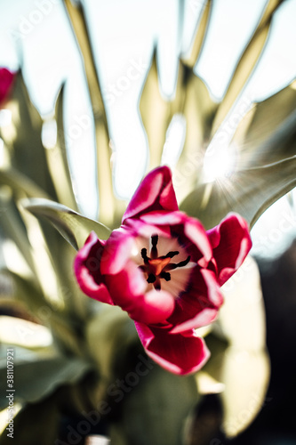 Blumen