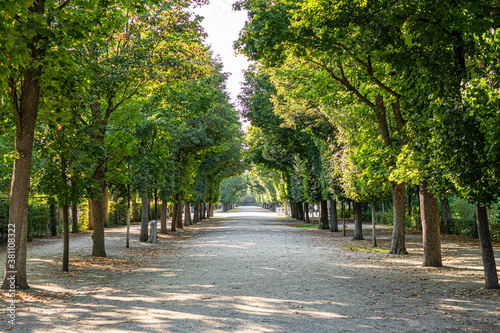Photography Linden Trees with beautiful green leaves in a big park