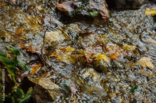 Wallpaper Mural Stream in the autumn forest. Torontodigital.ca