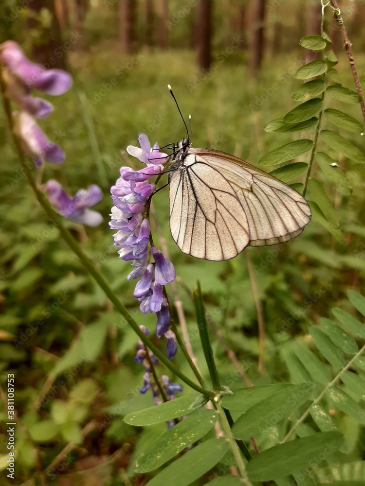 Fototapeta premium butterfly on flower
