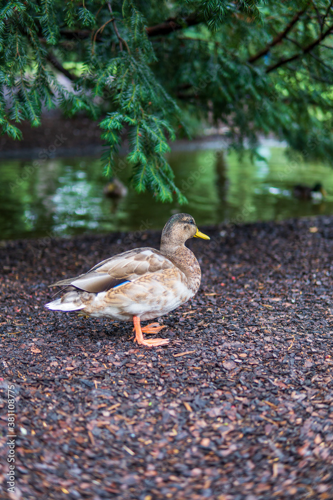 Obraz premium Duck stand on the ground next to a lake and green tree int the park