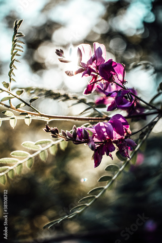 Blumen
