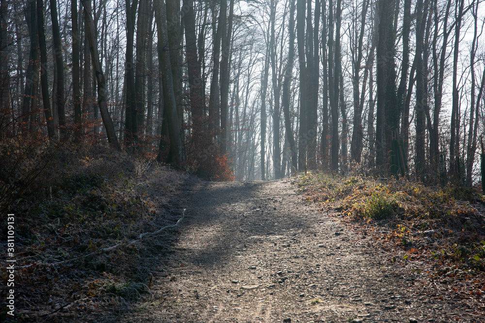 Fototapeta premium Kummerwald