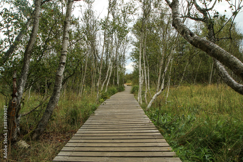 The picture from the national protected area in Czech Republic called SOOS. The former peat mining area. The picture from the national protected area in Czech Republic called SOOS. The former peat mining area.