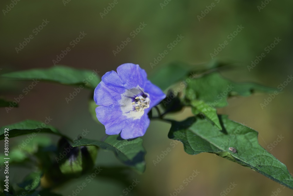 Nicandra physaloides (Apple of Peru) / Solanaceae annual plant. Nicandra physaloides (Apple of Peru) / Solanaceae annual plant.