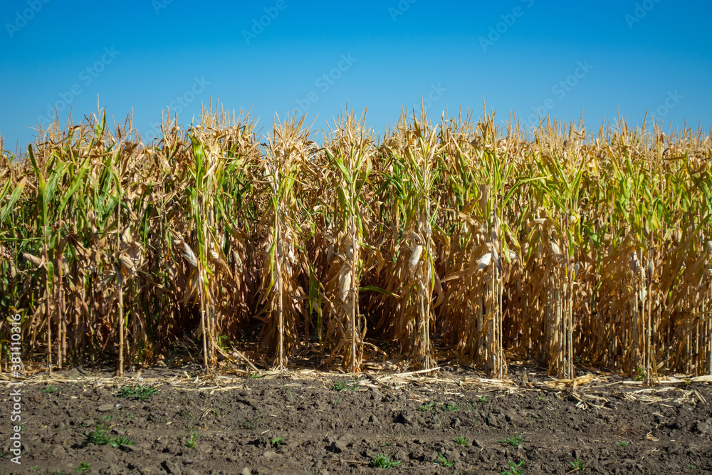 stump of corn full of grain in the field stump of corn full of grain in the field