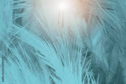 Beautiful dark green blue turquoise feather texture pattern background with flare light