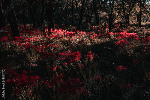 夕方の彼岸花