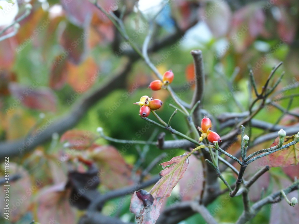 ハナミズキの紅葉と果実