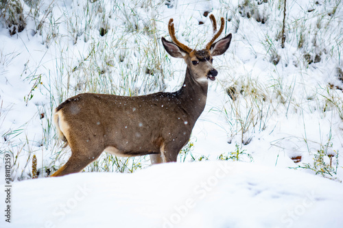 mule deer buck with velvet antlers in fresh snow falling in field 