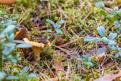 golden chanterelle mushroom under leaf with lingonberries and moss in autumn forest closeup