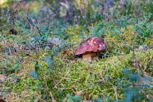 mushroom penny bun with slug in moss and lingonberry in autumn forest