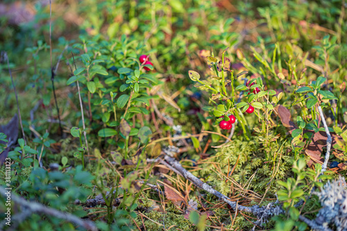 lingonberry in autumn forest on sunlight closeup