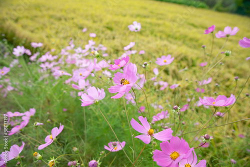 분홍빛으로 피어난 코스모스 꽃 © DaeHyck