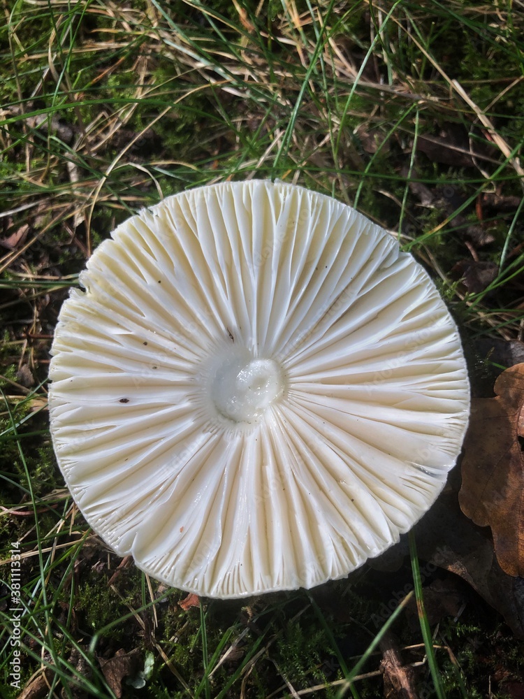 Close-up backside of a mushroom. Fungus. Fall. Autumn. Kuinderbos. Kuinre. Noordoostpolder. Close-up backside of a mushroom. Fungus. Fall. Autumn. Kuinderbos. Kuinre. Noordoostpolder.