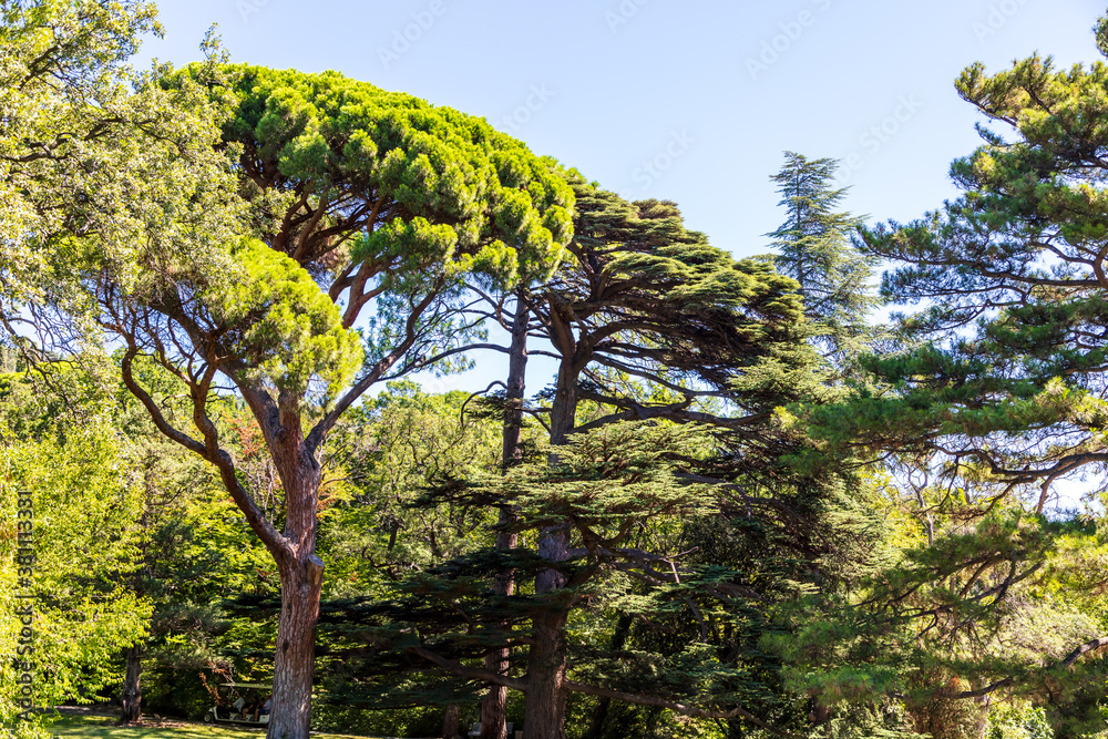 Fototapeta premium Coniferous tree in the park.