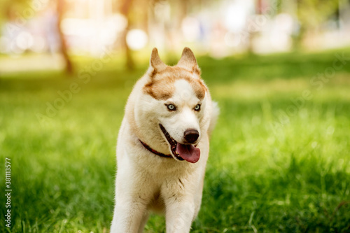 Portrait of cute husky dog at the park.