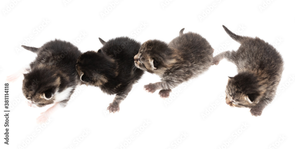 Four newborn kittens isolated on a white background.