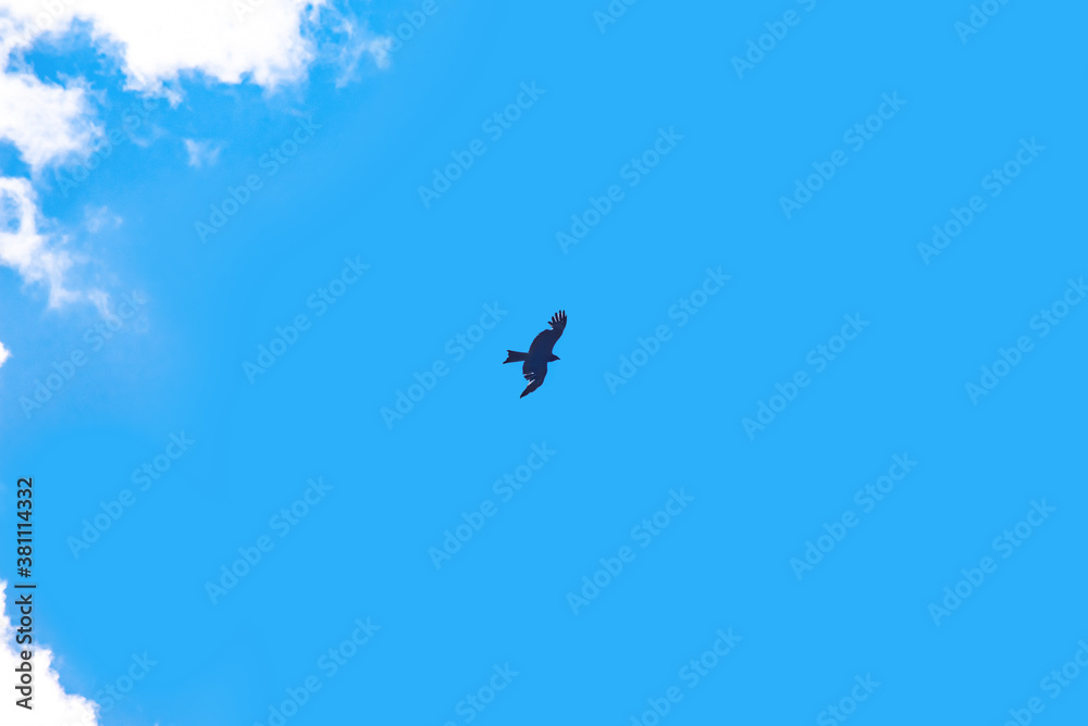 Fototapeta premium black silhouette of an eagle in the blue sky