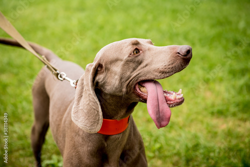 Portrait of cute weimaraner dog breed at the park.